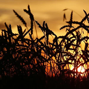 Ears of wheat are seen during sunset on a field of the Solgonskoye farming company