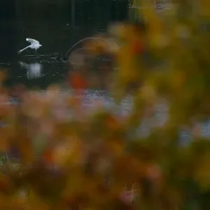 An egret hunts in a Svisloch river as autumn colours are seen on foliage in Minsk An egret hunts in a Svisloch river as autumn colours are seen on foliage in Minsk
