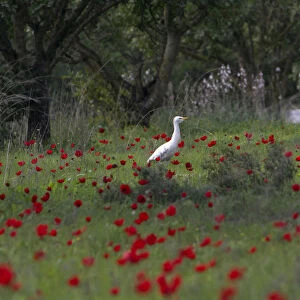 An egret stands amongst anemone flowers in Ben-Shemen forest, near the Israeli town