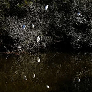 Egrets congregate next to a canal in Assateague Island off Virginia
