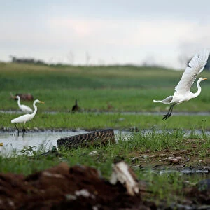 Egrets are seen next to a discarded tire on the shores of the Paraguay River, in Ita