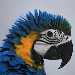 An eight-month-old blue and gold macaw is photographed at bird market in Peshawar