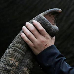 Elephant crew member Adria Cuellar pets a performing elephant before its final show for