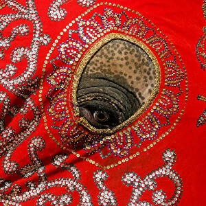 An elephant decorated with a cloth walk during the annual Nawam Perahera (street pageant)