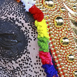 An elephant decorated with ornaments closes its eye during the start of an annual