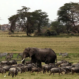 Kenya Collection: Elephant