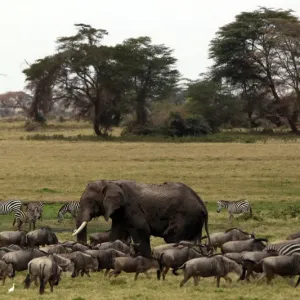 Elephant