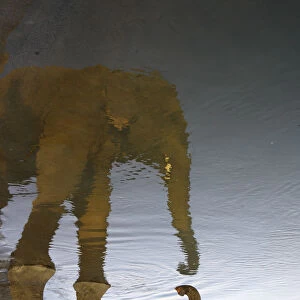 An elephant is reflected in the water as it drinks from the Rapti River at Sauraha