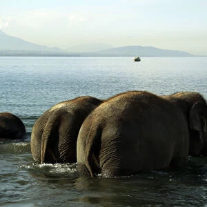 Elephants of the Swiss national circus Knie enter Lake Leman during an organised bathing