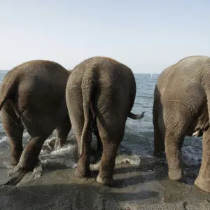 Elephants of the Swiss national circus Knie enter Lake Leman during an organised bath in Elephants of the Swiss national circus Knie enter Lake Leman during an organised bath in