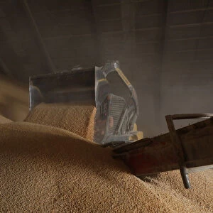 Employee uses a skid-steer loader to push stored corn imported from Brazil to load a