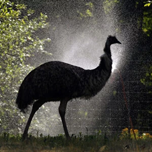 An emu walks thru a mist of water set up to cool animals at the Franklin Park Zoo during