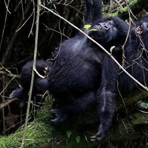 Rwanda Collection: Gorillas