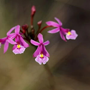 Epidendrum Orchids are seen close to Cano Cristales river at Sierra de La Macarena