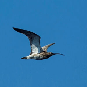 The Eurasian curlew flies near the village of Telekhany