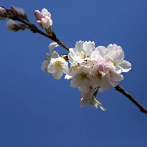 The famed cherry trees blossom along the Tidal Basin in Washington