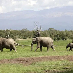 A family of elephants walk at the Ol Pejeta wildlife conservancy near Nanyuki town