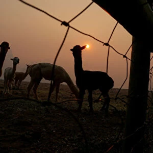 Farm animals are seen at a farm under a sky darkened by smoke from the Kincade Fire in