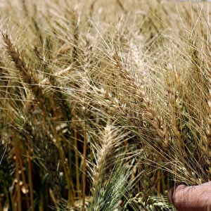 A farmer grips his wheat crop before harvesting it in a field in the Beheira governorate
