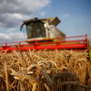 A farmer harvests wheat in Marquion