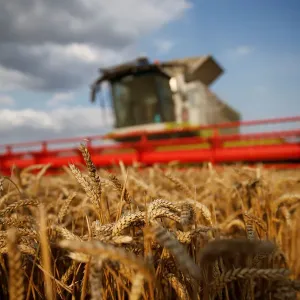 Wheat