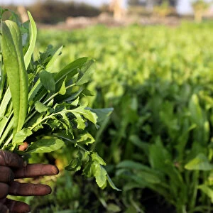 A farmer holds vegetables in a field in the town of El Mansoura