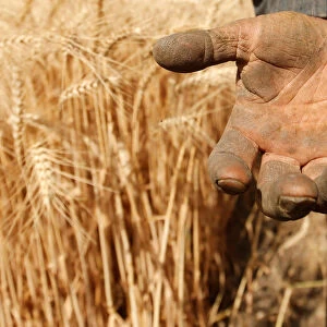 A farmer shows his hand as he harvests wheat on Qalyub farm in the El-Kalubia governorate