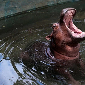 Fatima, a two-year-old hippopotamus rescued from a circus, opens its mouth at the