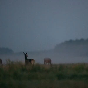 Female deers are seen in a field in Republican landscape reserve Nalibokski near