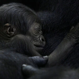 Female gorilla N yaounda holds her one-day-old baby gorilla at Budapest Zoo