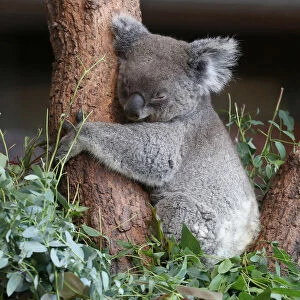 Female koala bear Maisy sleeps as it is shown to the public for the first time at the zoo