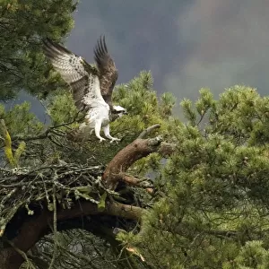 A female Osprey returns to its nest in Loch of Lowes, Dunkeld, Perthshire, Scotland