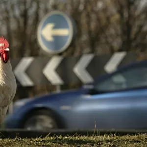 Feral chicken is seen at what is known locally as Chicken Roundabout in Ditchingham