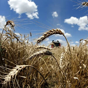 A field of wheat is seen during harvest in Orezu
