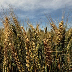A field of wheat sits ready to be harvested in the Beheira governorate, north of Cairo