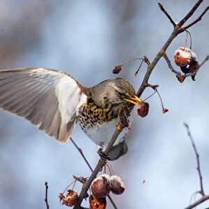 A fieldfare feeds on a tree as the air temperature drops to about minus 12 degrees