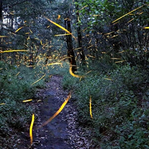 Fireflies seeking mates light up in synchronised bursts inside a forest at Santa Clara