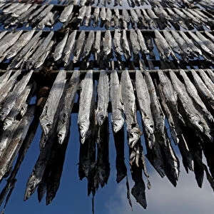 Fish are hung from bamboo poles for drying at a fishing village in Mumbai