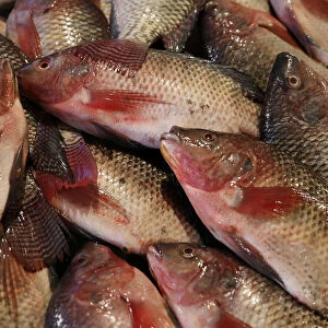 Fish are seen in a fish market near the canal of Port Said