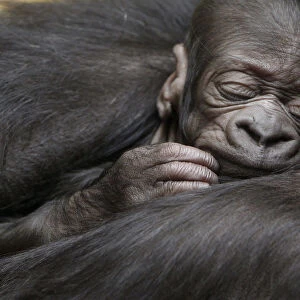 A five-day-old gorilla sleeps in the arms of its ten-year-old mother N Yokumi at an