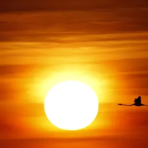 A flamingo flies during sunrise at the Fuente de Piedra natural reserve, near Malaga A flamingo flies during sunrise at the Fuente de Piedra natural reserve, near Malaga