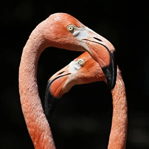 Two flamingos enjoy a sunny day in their enclosure at Schoenbrunn zoo in Vienna
