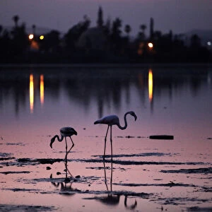 Flamingos are seen in Larnaka Salt Lake in front of the Hala Sultan Tekke in Larnaca