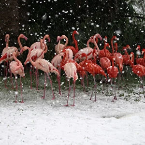 Flamingos stand in their enclosure during snowfall in winter in Jerusalems Biblical Zoo