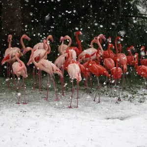 Flamingos stand in their enclosure during snowfall in winter in Jerusalems Biblical Zoo