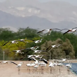A flock of flamingos is seen at a bird observatory in the city of Aqaba A flock of flamingos is seen at a bird observatory in the city of Aqaba