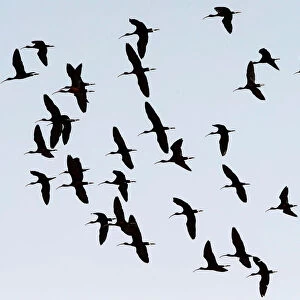 A flock of ibis flies over a bird observatory in the city of Aqaba