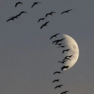A flock of migrating cranes flies in front of the moon in Linum near Berlin