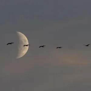 A flock of migrating cranes flies in front of the moon in Linum near Berlin A flock of migrating cranes flies in front of the moon in Linum near Berlin