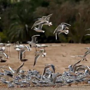 A flock of migrating gulls is seen at a bird observatory in the city of Aqaba A flock of migrating gulls is seen at a bird observatory in the city of Aqaba